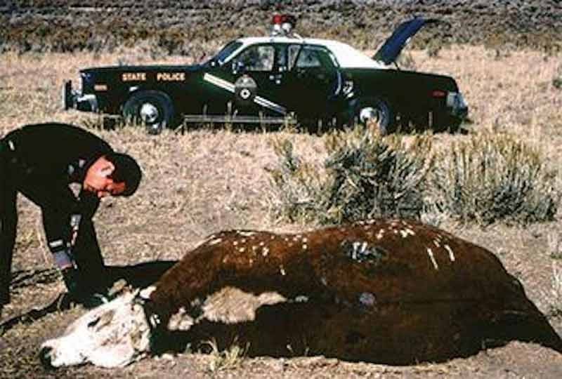 Gabe ValdezGabriel Valdez inspectant une vache mutilée dans les années 1970.