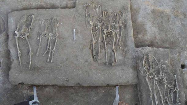 La chasse aux têtes remonte à 4 100 ans. (Qian Wang/École de médecine dentaire de l’Université A&M du Texas)