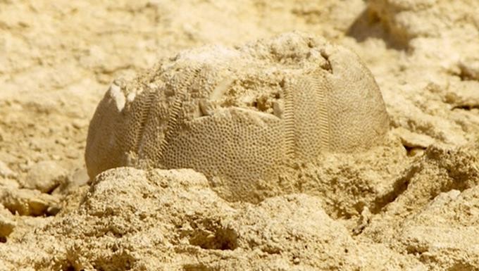 Crédit d’image : https://www.gigalresearch.com/uk/Menkara-petrified-shallow-marine-creature.php