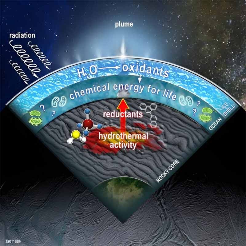 Cette figure illustre une coupe transversale d’Encelade, résumant les processus que les scientifiques de SwRI ont modélisés dans la lune dans une étude réalisée en 2020. Les oxydants produits dans la glace de surface lorsque les molécules d’eau sont brisées par le rayonnement peuvent se combiner avec les réducteurs produits par l’activité hydrothermale et d’autres réactions eau-roche, créant ainsi une source d’énergie pour une vie potentielle dans l’océan. Crédit : SwRI